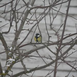 Great Tit