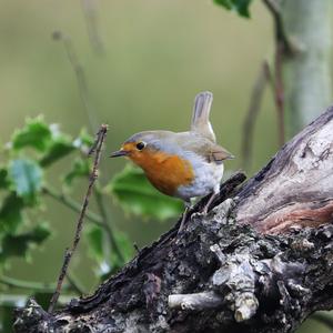 European Robin