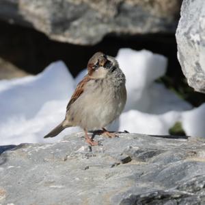 House Sparrow