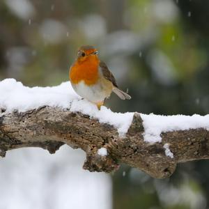 European Robin