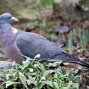 Common Wood-pigeon