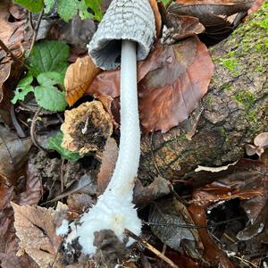 Magpie Ink-cap