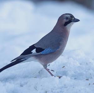 Eurasian Jay