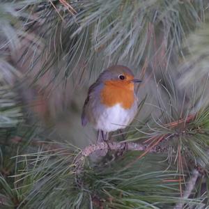 European Robin