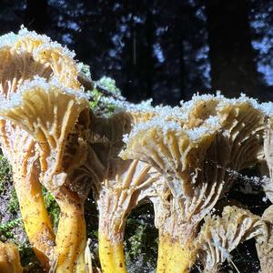 Trumpet Chanterelle