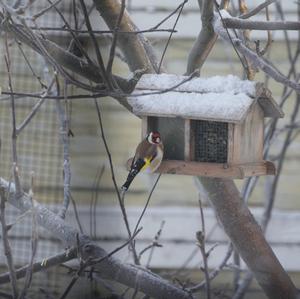 European Goldfinch