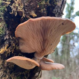 Oyster Mushroom