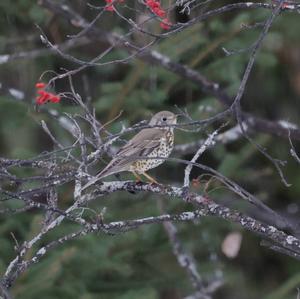 Mistle Thrush