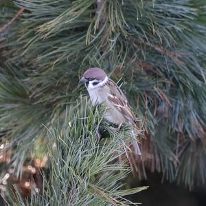 Eurasian Tree Sparrow