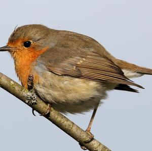 European Robin