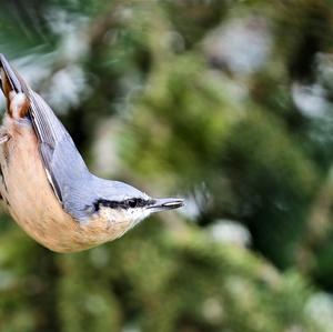 Wood Nuthatch