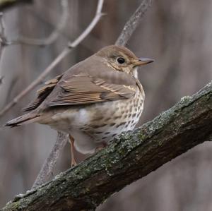 Song Thrush