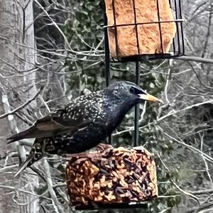 Common Starling