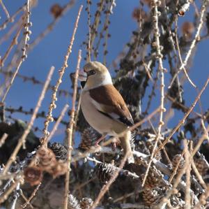 Hawfinch