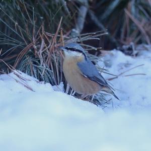 Wood Nuthatch