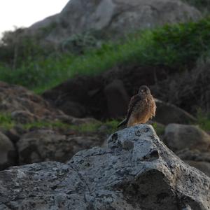 Common Kestrel