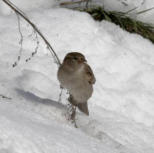 House Sparrow