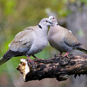 Eurasian Collared-dove