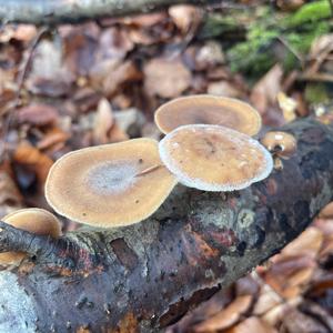 Winter Polypore