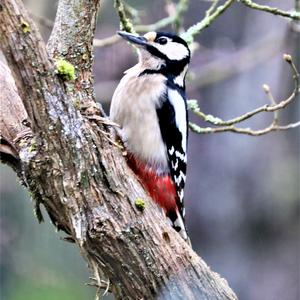 Great Spotted Woodpecker