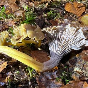 Trumpet Chanterelle