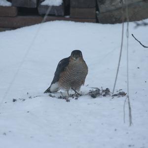 Eurasian Sparrowhawk