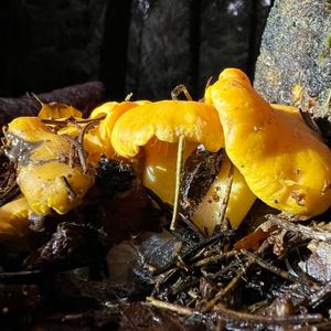 Chanterelle, Common