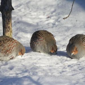 Grey Partridge