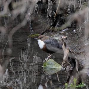 White-throated Dipper