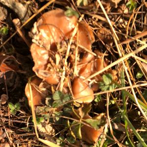 Wood Blewit