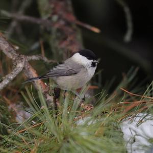 Willow Tit