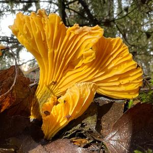 Chanterelle, Common