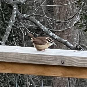 Carolina Wren