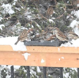 House Sparrow