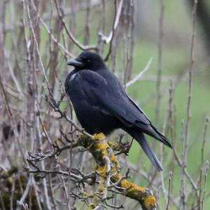 Carrion Crow