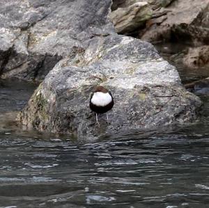 White-throated Dipper