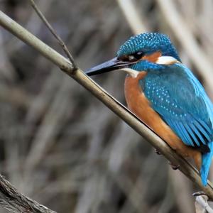 Common Kingfisher