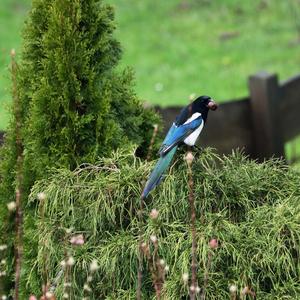 Black-billed Magpie