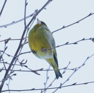 European Greenfinch