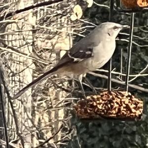 Northern Mockingbird