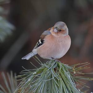 Eurasian Chaffinch