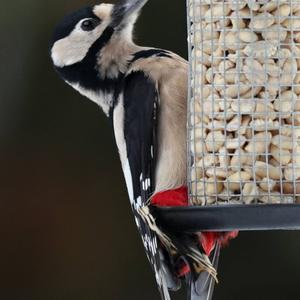 Great Spotted Woodpecker