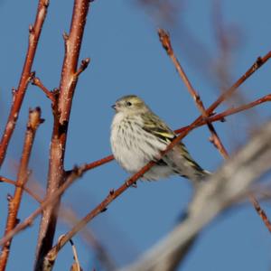 Eurasian Siskin