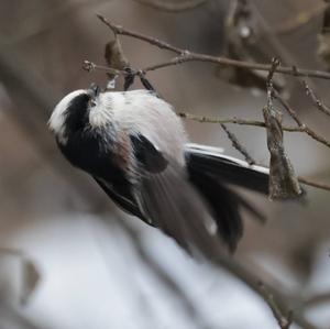 Long-tailed Tit