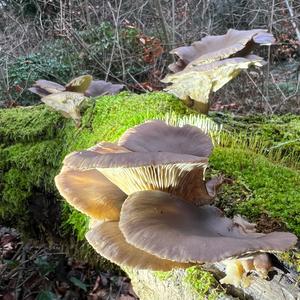 Oyster Mushroom