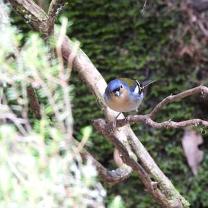 Eurasian Chaffinch