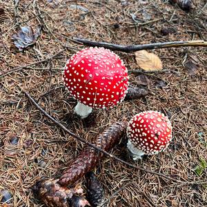 Fly Agaric