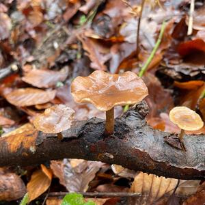 Winter Polypore