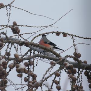 Eurasian Bullfinch