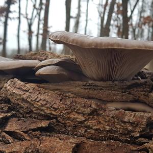 Oyster Mushroom